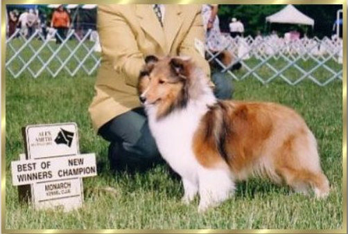 maclaren shelties