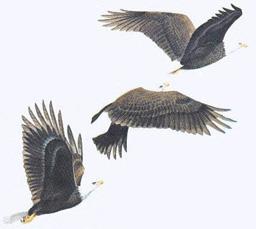 eagle wing folded