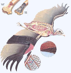 eagle wing anatomy