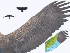 eagle wing anatomy