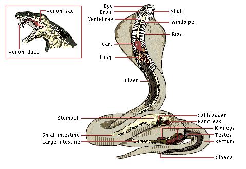 snake anatomy