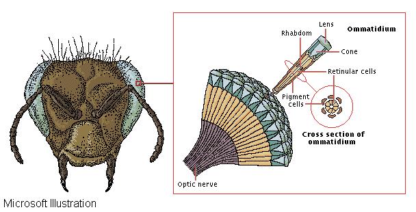 insect eye diagram