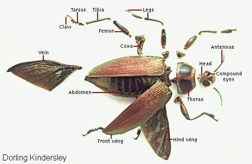 insect diagram