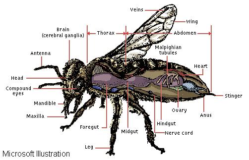 insect diagram