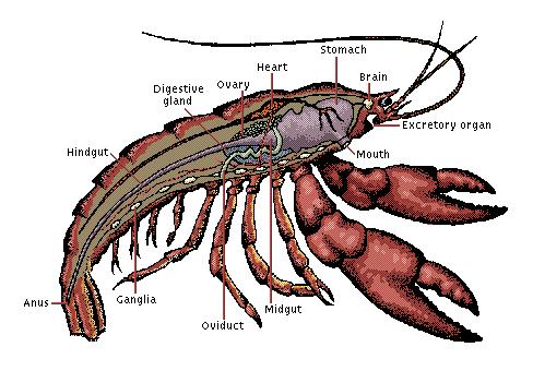 Crustaceans Diagram Exam3 Arthropods At Angelo State University