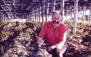 Picture of Ginseng Field