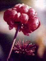 Ginseng Flower